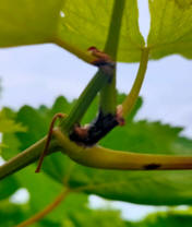 Y junction symptoms of Anthracnose