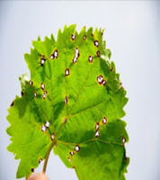 Anthracnose
