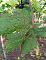 Bacterial spot