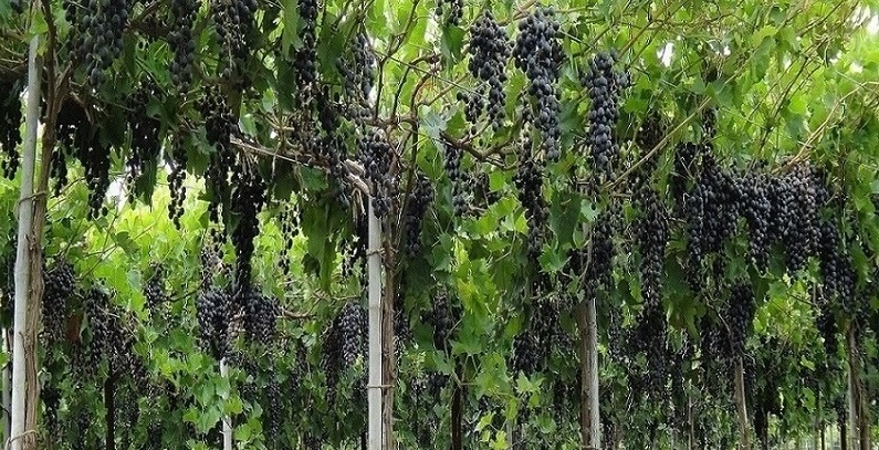 medika variety